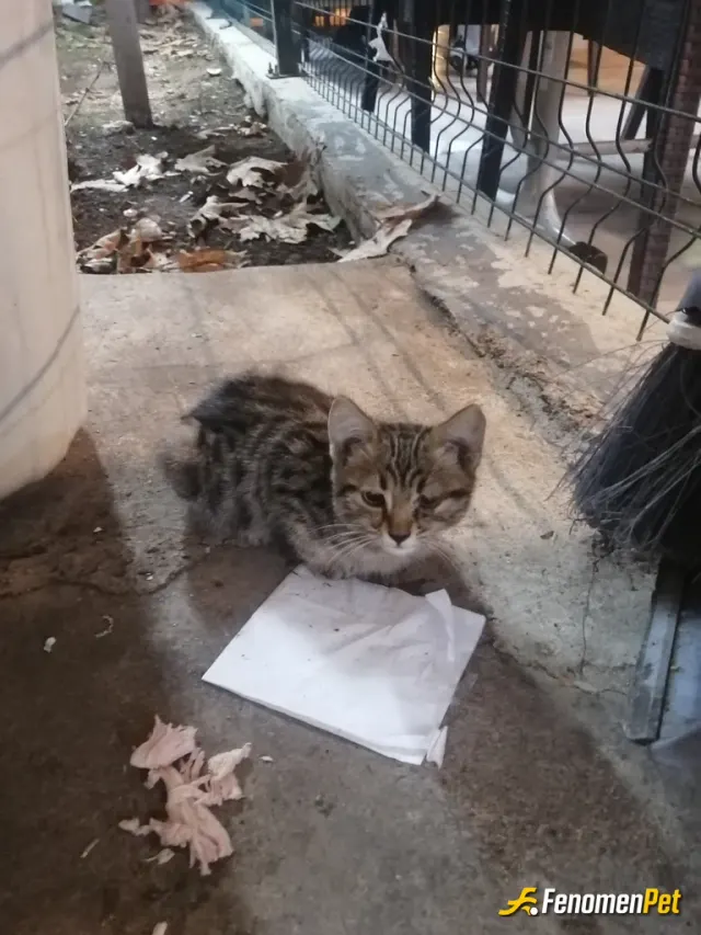 Sokak hayvanı besleme: Bizim bücür yine acıktı tavuk etiyle besledik😂
