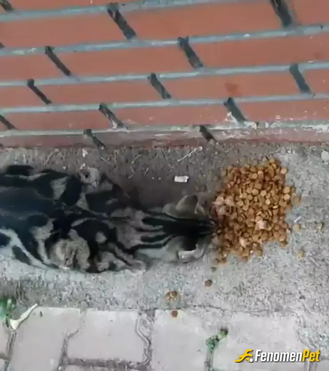 Sokak hayvanı besleme: #fenomenpet