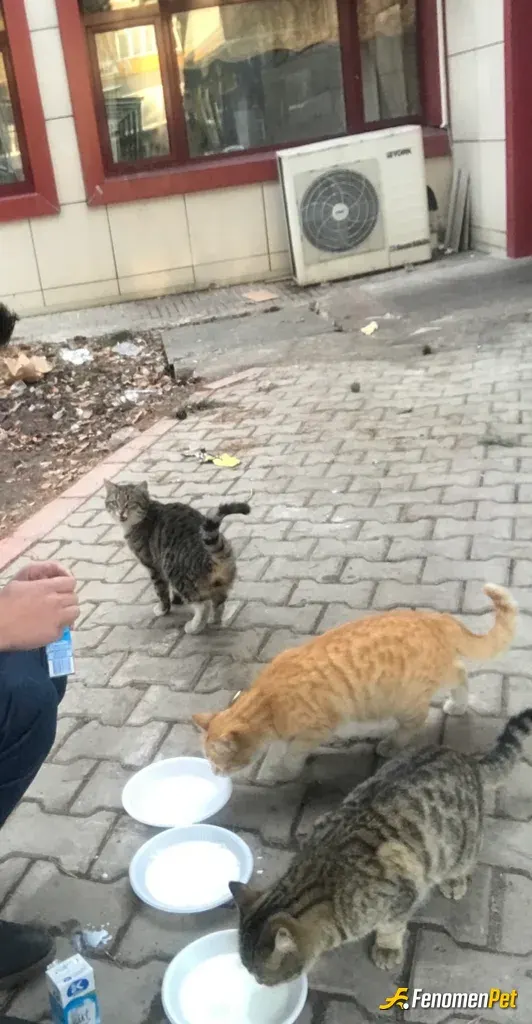 Sokak hayvanı besleme: #fenomenpet mutlu patiler