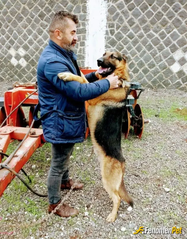 Sokak hayvanı besleme: Cevremden ve kendi imkanlarımla sokak köpekleri kediler, sahipsiz atlar,katirlar elimden ne geliyorsa yardım e