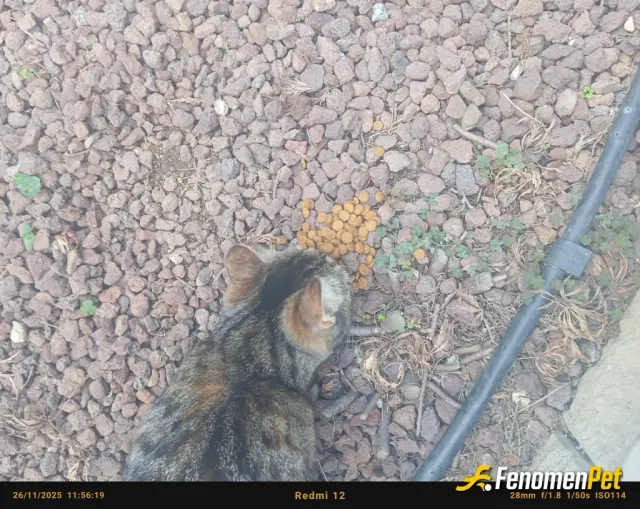 Sokak hayvanı besleme: Hamile kedi gördüm hemen mama verdim #Fenomenpet