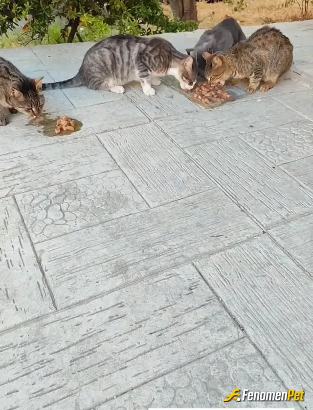 Sokak hayvanı besleme: #Fenomenpet 😻