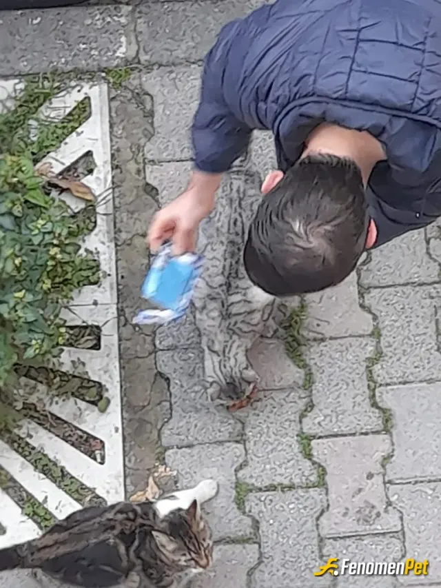 Sokak hayvanı besleme: Marketten düzenli olarak mama alıyorum bu soğuk günlerde ihtiyaçları olan temel besin