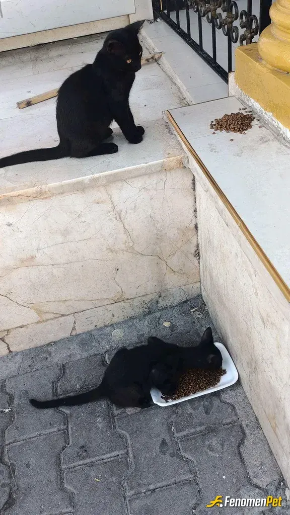 Sokak hayvanı besleme: Cami avlusundaki kedicikler