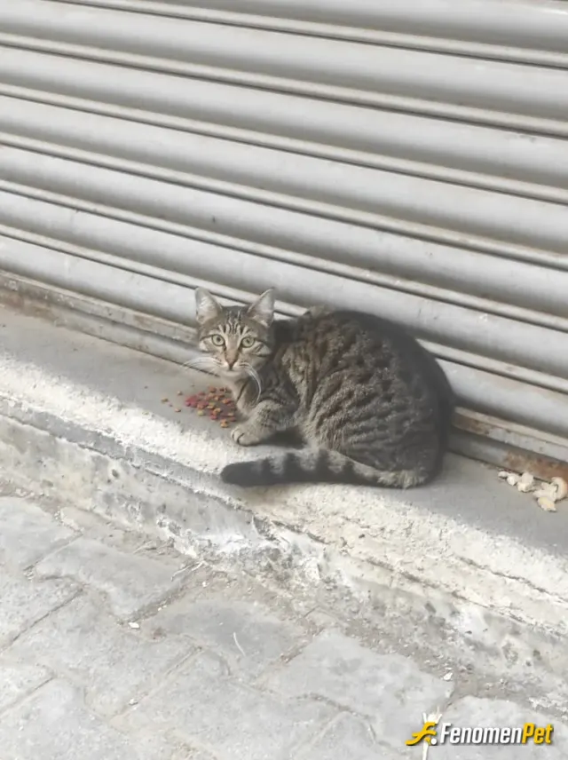 Sokak hayvanı besleme: Bizim mahallenin delikanlılari 🥰
