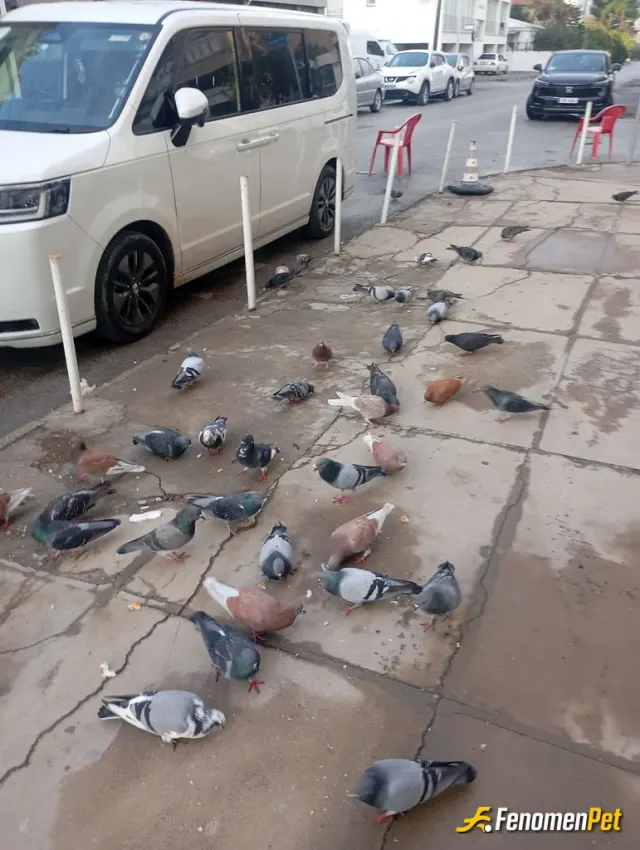 Sokak hayvanı besleme: Bu sadece bugünkü sabah kahvaltısı merasimi :)) Ben normalde her gün sokak hayvanlarına muhakkak yem ve Su ver