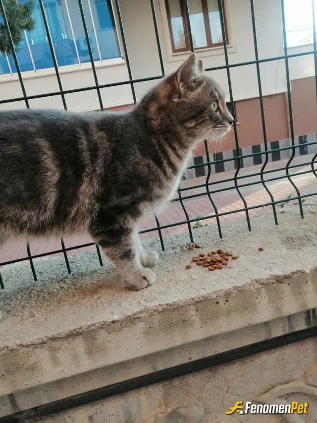 Sokak hayvanı besleme: Her zaman tetikte mama savaşları. Bölgesini koruyan minik kaplan😃