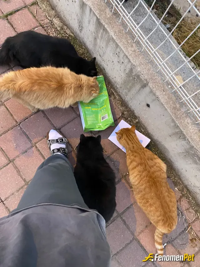 Sokak hayvanı besleme: cins kedi var binamızın altında soldaki icardi yanındaki osimhen evcil kedilermiş birisi sokağa atmıs 1 yıldır