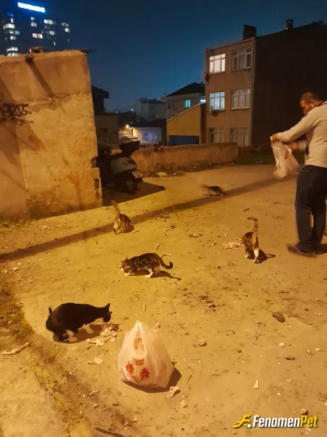Sokak hayvanı besleme: Hergün iki poşet yemek koyuyorum