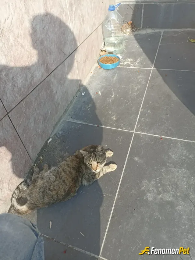Sokak hayvanı besleme: Biraz su bir kap mama