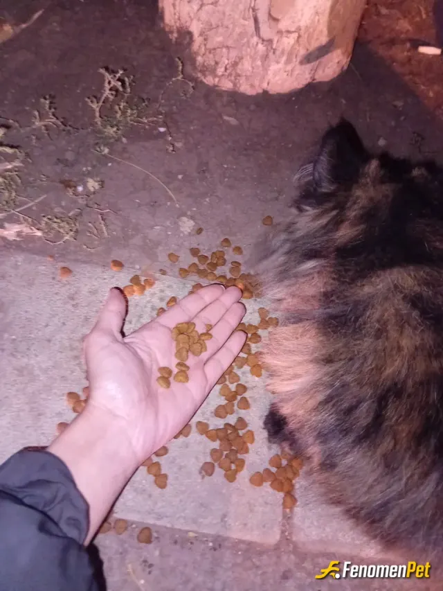Sokak hayvanı besleme: Mama yesirerek yardım ettim birazda sevdiö
