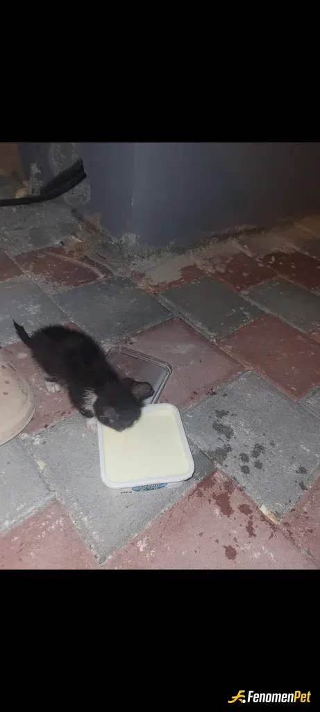 Sokak hayvanı besleme: Her gece elimden geldikçe tanrı misafire bakar beslerim.