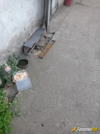 Sokak hayvanı besleme: Fabrikamızda yeni doğan yavrular için seferberiz