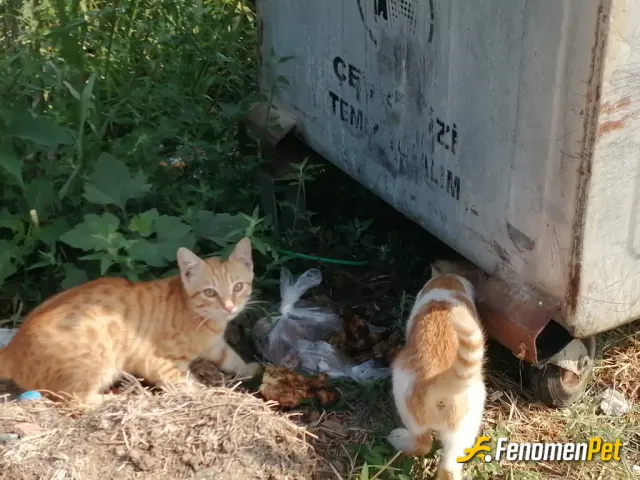 Sokak hayvanı besleme: denizde tatilde kendimiz mangal yapıyorduk kedileri gördüm sonuçta onlarda canlı onlarında hakkına düşen kısmı