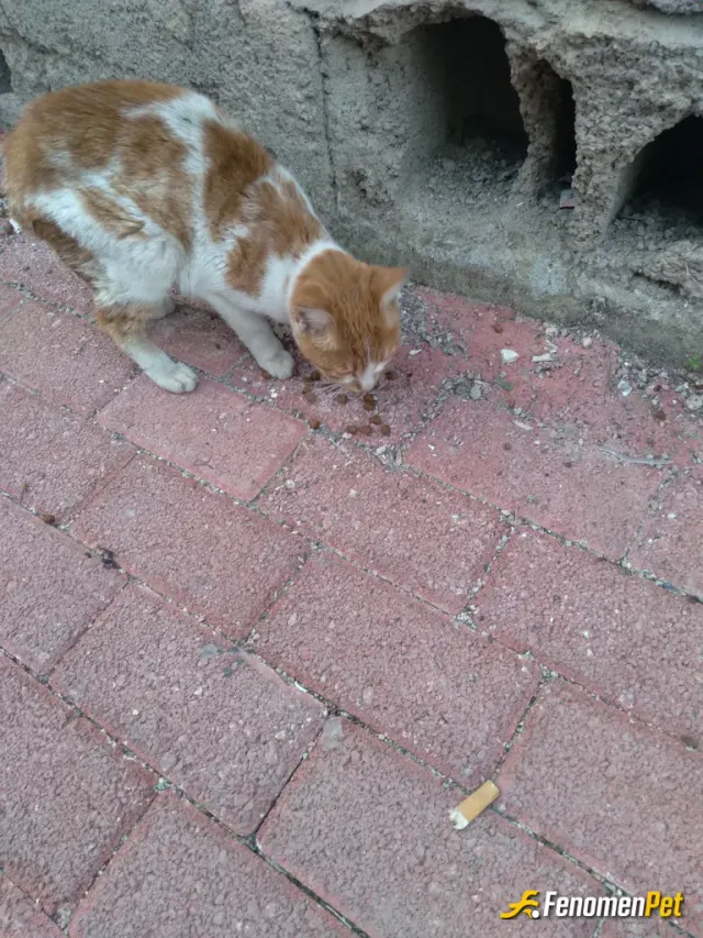 Sokak hayvanı besleme: Biraz arkadaşımdan kedi mamasi aldım götürdüm kedinin önüne kattım