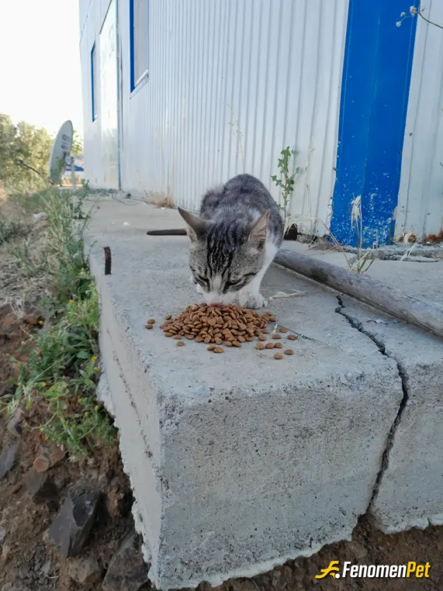 Sokak hayvanı besleme: #fenomenpet güzel kedilerimizi beslemeyo unutmayalım