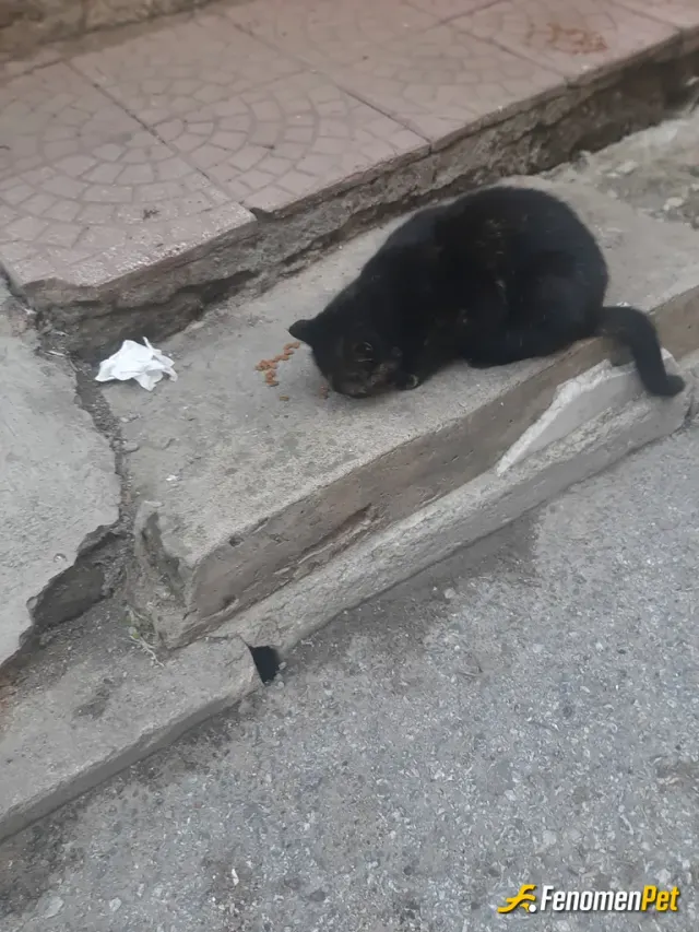 Sokak hayvanı besleme: Hayat