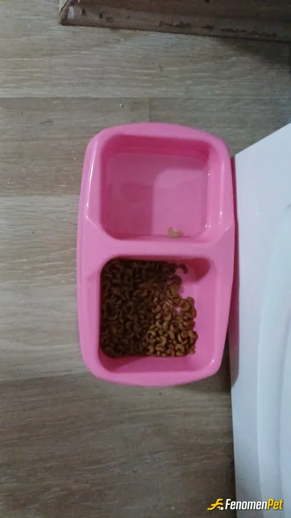 Sokak hayvanı besleme: Bulundukları ortama mama ve su veriyorum