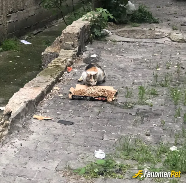 Sokak hayvanı besleme: Güzel