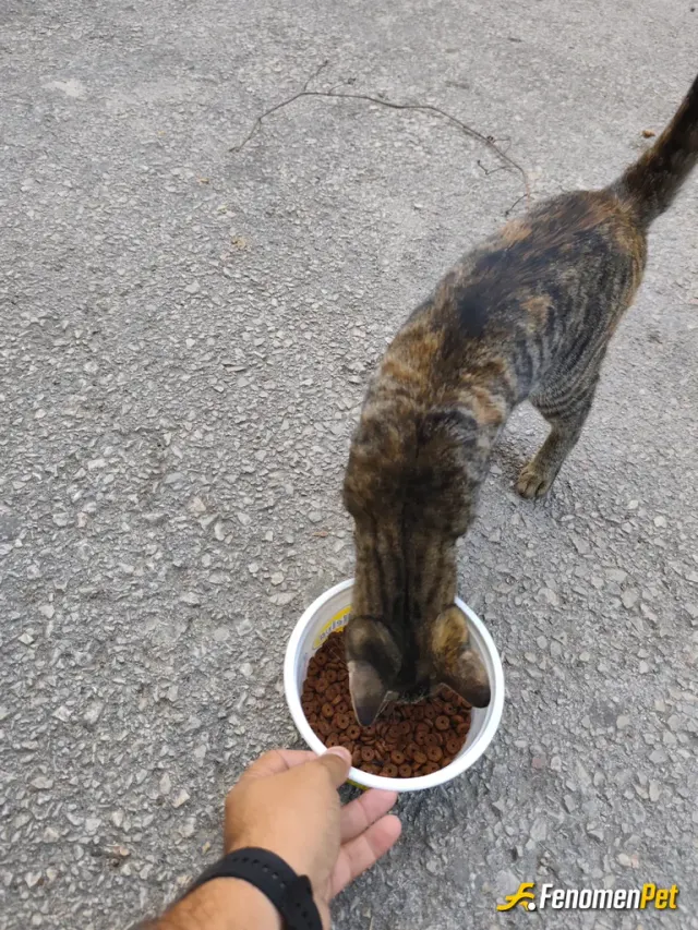 Sokak hayvanı besleme: Bı kap mama verdim
