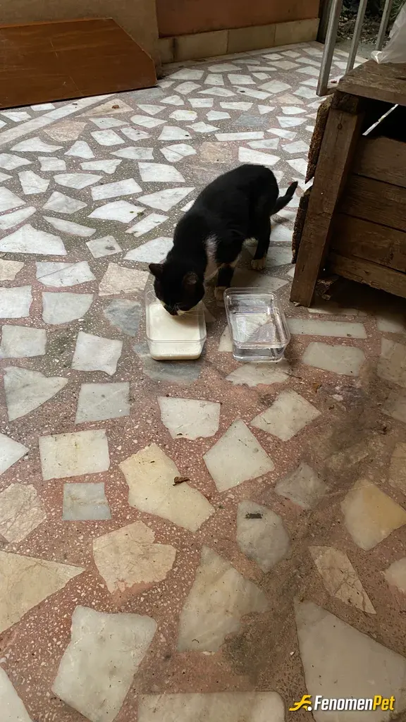 Sokak hayvanı besleme: 🐈🐈