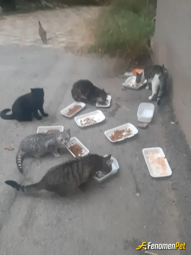 Sokak hayvanı besleme: Hayat paylaşınca güzel