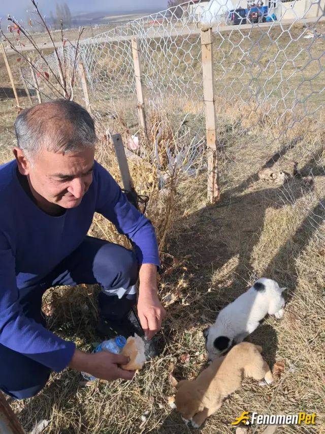 Sokak hayvanı besleme: Sokakta gördüğüm yavru köpekler...her zaman beslerim