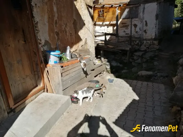 Sokak hayvanı besleme: Onlar benim canım.