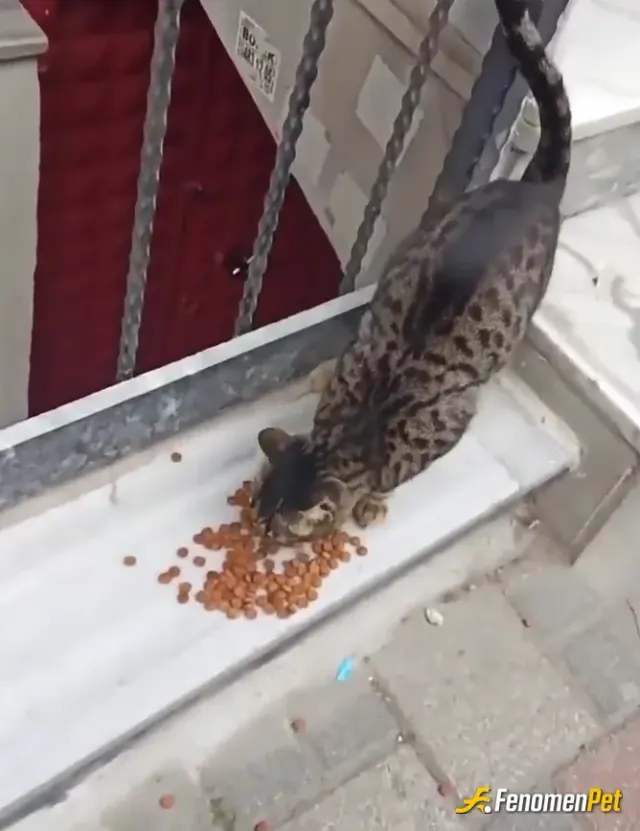 Sokak hayvanı besleme: Sokak hayvanları aç kalmasın lütfen #fenomenpet