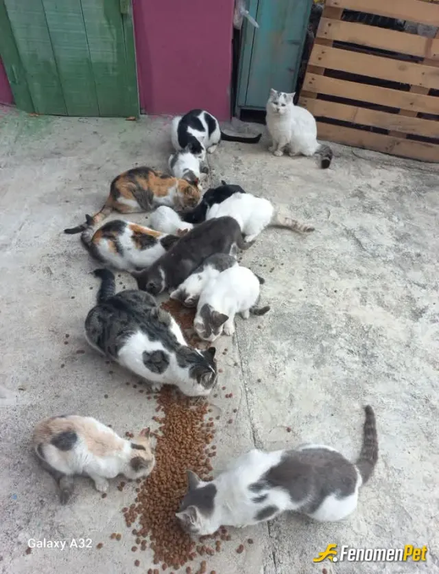 Sokak hayvanı besleme: En çok kedilere yapıyorum yalan yok bizden bile temiz hayvanlar bazen sinir oluyorum ama yine beslemekten vazg