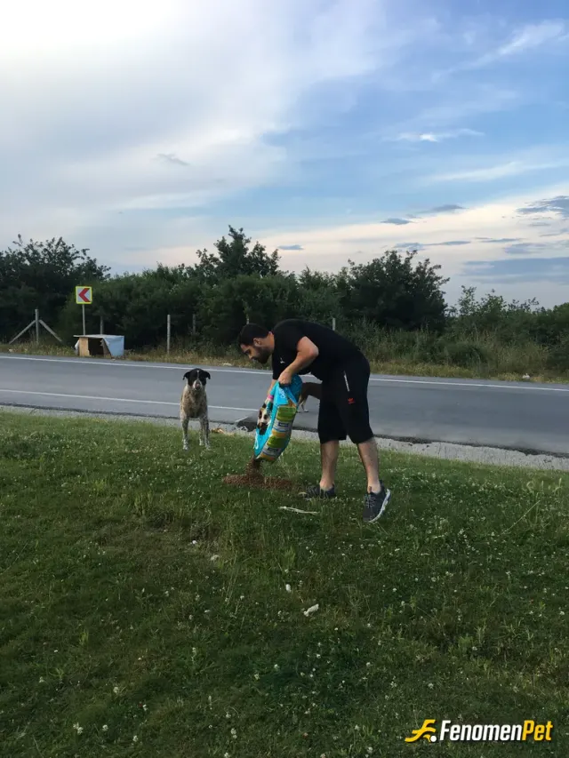 Sokak hayvanı besleme: Ayda 1 zaten 1 paket mama dağıtmak gerekir bence karşılıksız