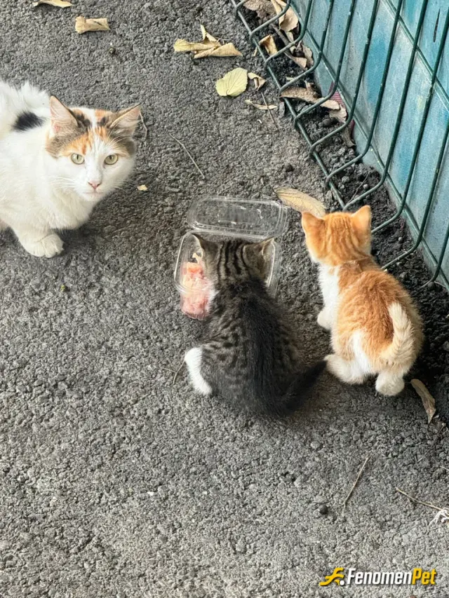 Sokak hayvanı besleme: çoçuklarile gelmiş dukan altina saklanmiştilar 2 tane daha kardeşlere var