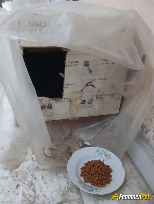 Sokak hayvanı besleme: Sokak hayvanlarına sahip çıkalım onlar dilsiz Allahın yarattığı bir varlıktır köpek kedi kuş papağan ördek ne
