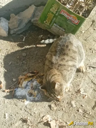 Sokak hayvanı besleme: Süt etmek iyi gider