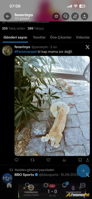 Sokak hayvanı besleme: Evimin önünde her gördüğümde yardım ettiğim tek sevdiğim canlılar..