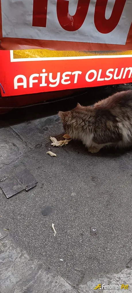 Sokak hayvanı besleme: Yaşasın sokak hayvanları