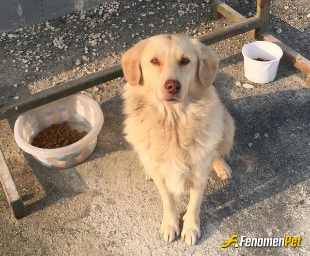 Sokak hayvanı besleme: Bir yandan soğuk bir yandan açlık elimizden geldikçe yardım edelim 
#fenomenbet #fenomenpet