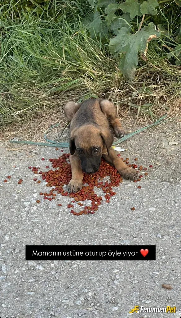 Sokak hayvanı besleme: Mahallemizin nuru ❤️ 4 kardeşler sahiplenmek isteyen iletişime geçebilir mi
#Fenomenpet Fenomenbet Pati Dostu
