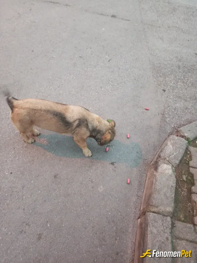 Sokak hayvanı besleme: Sokagımızın köpeği kofiyi her daim besliyorum