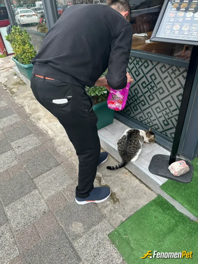 Sokak hayvanı besleme: Dükkanın önüne hep gelir adınıda Erol koyduk 😅