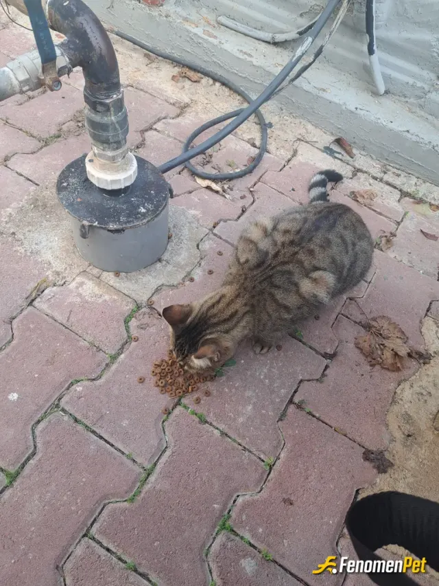 Sokak hayvanı besleme: Bende evimde kedi besliyorum cok seviyorum her çıktığımda dışarıya eve girmeden önce sokak hayvanlarını besler