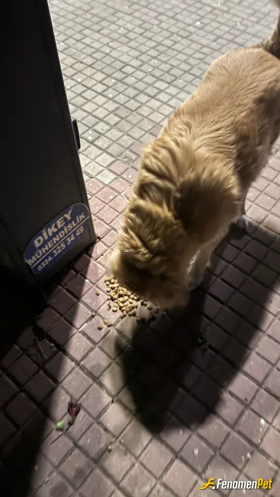 Sokak hayvanı besleme: Mama alıp sitenin önünde sürekli besledikleri bi alandaki köpeğe verdim