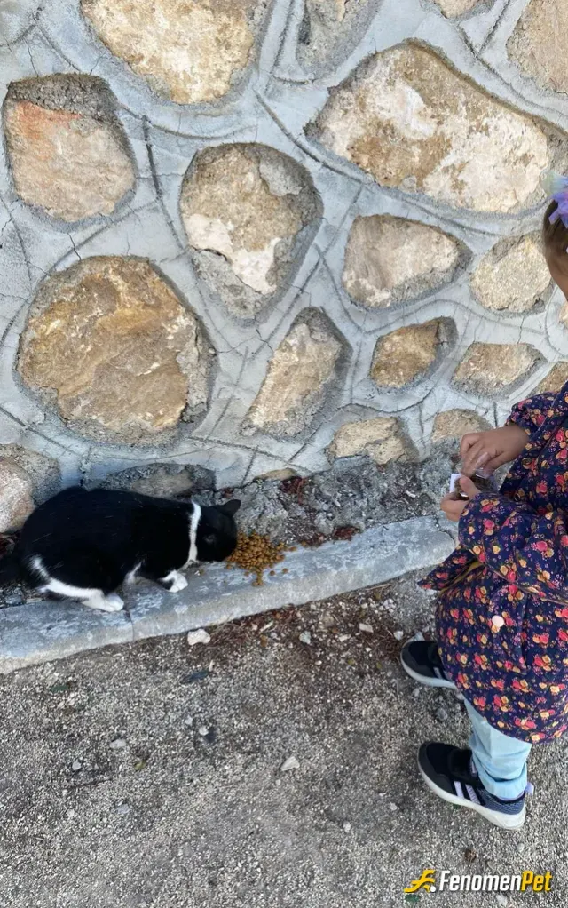 Sokak hayvanı besleme: Minik yavrularımızı da sokak hayvanlarını beslemek için şimdiden alistiriyoruz...