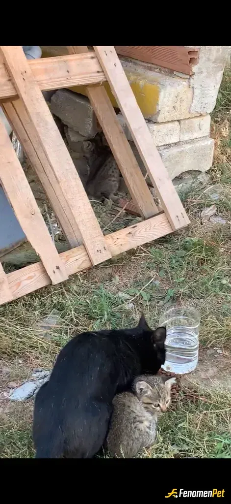 Sokak hayvanı besleme: Arka bahçedeki kediler her gün mama veriyorum 4 tane yavrusu var