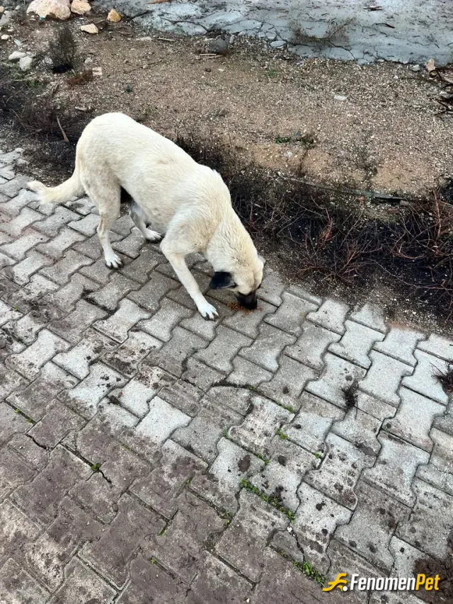 Sokak hayvanı besleme: #Fenomenpet elimizden geldiğince