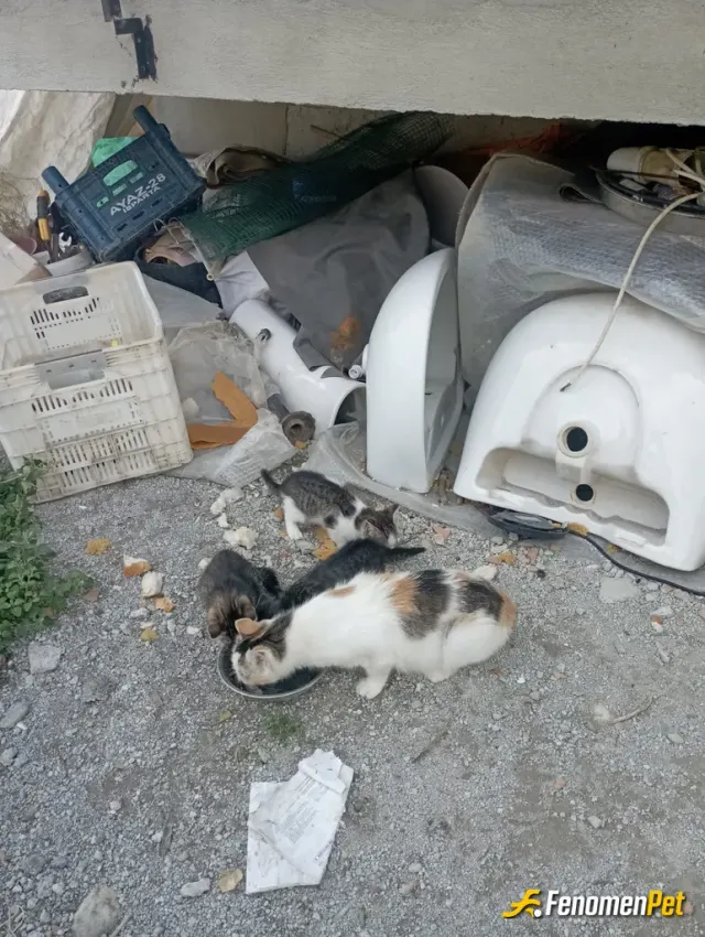 Sokak hayvanı besleme: Bı gün bir kedi sanki bana biseyler anlatmaya çalışıyordu peşinden gittim yavruları varmış aç olduğunu anladım