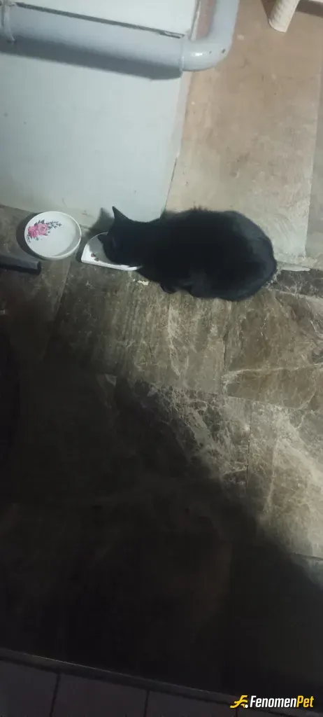 Sokak hayvanı besleme: her gördüğüm yere mama bırakıyorum kediler için