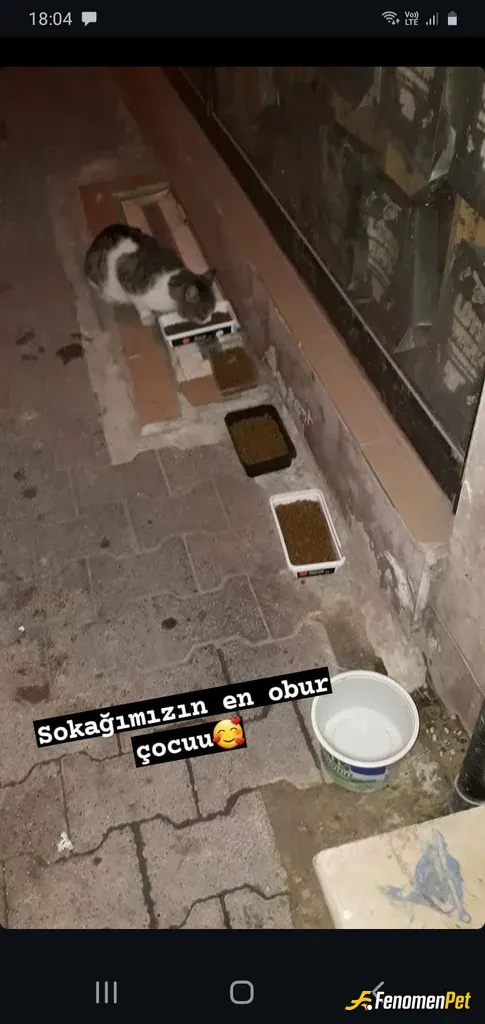 Sokak hayvanı besleme: Bunun gibi 3 müdavim #fenomenbet patimiz daha var arada apartmanda girer yatarlar diğerleri arasira gelir