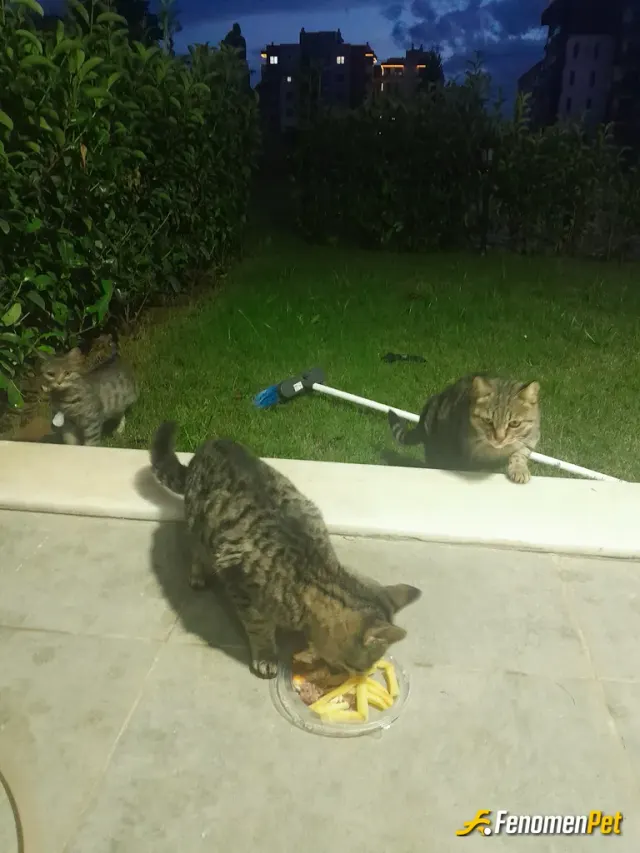 Sokak hayvanı besleme: Her zaman bu saatlerde bahçeme 3 4 kardes pisicikler mama yemeye gelirler 😍 minik minik kardeşleride var cok