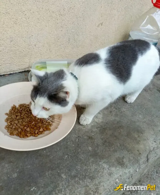 Sokak hayvanı besleme: #Fenomenpet Fenomenbet Pati Dostu bu bizim apartmanın bahçesinde kalıyo açık mama alıp bekliyoruz 😊